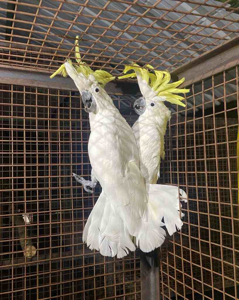 Birds From Great Bombay Circus Be Sent Back to Rescue Centre in People for Cattle in India Case Orders Madras High Court